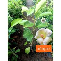 ราคา ต้นแก้วมุกดา ดอกสวย กลิ่นหอม (40954255071)