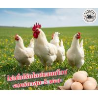 ราคา ไข่ไก่เชื้อโร๊ดขาว(โร๊ดไอแลนด์ไวท์) (49900785049)