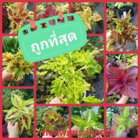 ราคา ต้นไม้ ต้นฤาษีผสม ฤษีผสม ไม้มงคล สีสันสดใส ขายกิ่ง ติดรากแล้ว พร้อมทั้งไม้มงคล (4771178587)