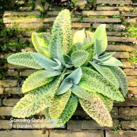 ราคา ต้น เศรษฐีหมื่นล้าน,ร่ำรวยทำมาค้าขึ้น (9925373026)