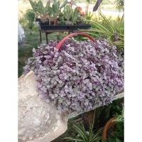 ราคา ต้นริบบิ้นชาลีสามสี ในกระถาง 4 นิ้ว (20677161728)