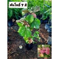 ราคา ต้นโพธิ์ 7 สี โพธิ์เจ็ดสี (27928020171)