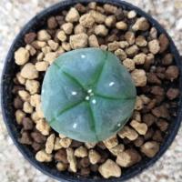 ราคา โลโฟไม้เมล็ด​ ขนาด2.3-2.5cm (10140584595)