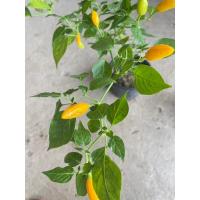 ราคา ต้นกล้าพริกองุ่น ต้นละ 19 บาท พร้อมปลูก ซื้อ 10แถม 2 ขายต้นกล้าห่อตุ้มส่ง (23555087124)