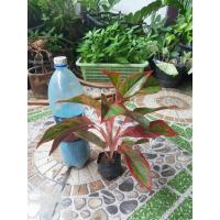 ราคา ต้นแสงเงินแสงทอง หรือ ต้นรวยล้นฟ้า ไม้มงคล (11862402749)