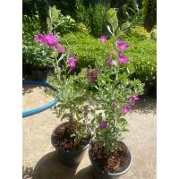 ราคา ต้นนีออนใบเงิน-นีออนไต้หวัน-นีออนแคระ#ดอกสีม่วง#กระถาง 5-6นิ้ว (23844057994)