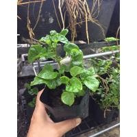 ราคา ต้นวอเตอร์เครสฮาวาย(ผักเป็ดญี่ปุ่น) Organic ต้นละ20฿ (5467128748)