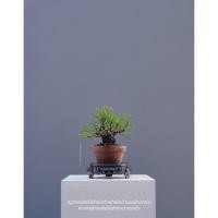 ราคา บอนไซสนดำ black pine (25347537322)