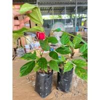 ราคา ต้นเพกาเตี้ย ชุด 2 ต้น 129 บาท (43671239318)