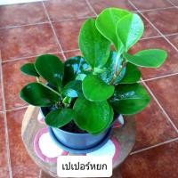 ราคา ต้นเปเปอร์หยก พร้อมกระถาง 6 นิ้ว (4576862437)