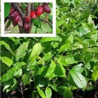 ราคา 2 ต้น ต้นโกโก้ ต้นโกโก้พันธุ์ชุมพร1 จัดส่งพร้อมถุง 6 นิ้ว ลำต้นสูง 40-50 ซม (6168985041)