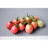 ราคา ต้นกล้า มะเขือเทศสีดา กล้าละ 10 บาท พร้อมปลูก (6485485241)