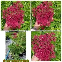 ราคา (ขาย ต้นพันธุ์) ดอก ต้น ต้นสตางค์ สตางค์ fadel (11629330284)