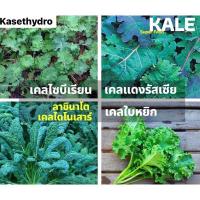 ราคา เมล็ดเคลใบหยิก หรือ คะน้าใบหยิก 4 สายพันธุ์ เพียง 100 บาท (8947998098)