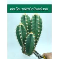 ราคา ต้นคอนโดนางฟ้ายักษ์ รุ่นฟอร์มกอ มี 2 ขนาดให้เลือก คอนโดนางฟ้า(หายาก) (3767129955)