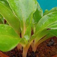 ราคา เศรษฐีค้าทอง ไม้มงคลขนาดเล็กสำหรับโต็ะทำงาน (7484259362)