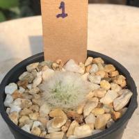 ราคา แมมขนนกขาวมอนส์ แคคตัส กระบองเพชร (Mammillaria Plumosa) (8910527116)