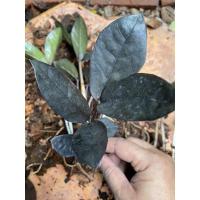 ราคา กวักมรกตดำ ไม้มงคลหายาก (8844220521)