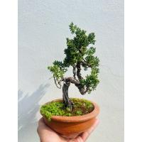 ราคา บอนไซ สนชิมปากุ คิชู (51602681449)