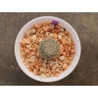 ราคา Mammillaria lenta แมมเลนต้า เลนต้า ไม้เพาะเมล็ด (8810266002)