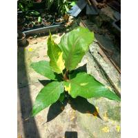 ราคา โชคเก้าชั้นด่าง เพาะเมล็ด ด่างน้อย ต้นใหญ่ กระถาง 7-9 นิ้ว (15464368946)