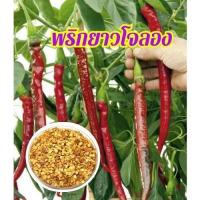 ราคา เมล็ดพันธ์ุ พริกยาวโจลอง พริกเม็ดยาว เผ็ดร้อน ลูกดก คุ้มมาก บรรจุซองละ 100 เมล็ด (28921223190)
