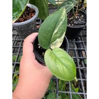 ราคา Scindapsus ‘Jade Satin Var.’ เจดซาตินด่าง (22121374886)