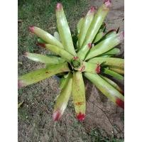 ราคา สับปะรดสี เต็มฟอร์ม ขายเป็นหน่อ (13429490611)