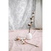 ราคา ดอกฝ้าย ฮอลแลนด์ ดอกไม้แห้ง ดอกไม้จริง (9256199964)