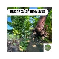 ราคา หน่อกล้วยไข่กำแพงเพชร หน่อกล้วยไข่ ขุดสดจากสวน ผลดก มีรากทุกหน่อ (44314304416)