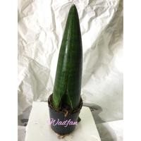 ราคา ต้นว่านงาช้าง-โอบาเกะ (2424393251)