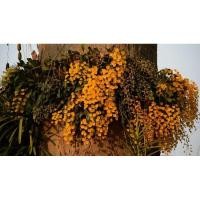 ราคา กล้วยไม้เอื้องผึ้งป่าเลี้ยง (4882231185)