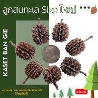 ราคา ลูกสนทะเล Size ใหญ่ Kaset Ban Gie (21993440198)