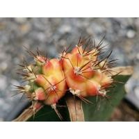 ราคา 03- Pirate king ‍☠️ไม้กราฟ 1 ต้น‍☠️ Gymnocalycium Cactus ไพเรทคิง ยิมโน แคคตัส กระบองเพชร ไม้อวบน้ำ ไม้กราฟ ราคาถูก​ (9378914169)