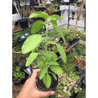 ราคา ต้นกะเพรา ใบกะเพรา กะเพราบ้าน กะเพราป่า เพาะจากเมล็ด ต้นแข็งแรง (8203982582)