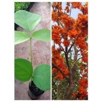 ราคา ต้นทองกวาวหรือต้นดอกจาน ดอกสีแดงส้ม เป็นไม้ประดับเป็นสมุนไพร (13892080679)