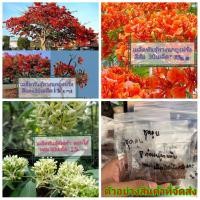 ราคา 2ชุด (ขายเมล็ด) ต้น ดอก กัลปพฤกษ์ ชัยพฤกษ์ ราชพฤกษ์ หางนกยูงฝรั่ง ตะแบก อินทนิล ทองอุไร หิรัญญิการ์ กาฬพฤกษ์ เมล็ดต้นไ (5756641543)