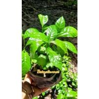 ราคา ต้นกล้ากาแฟโรบัสต้าชุมพร45บาท (21710139019)