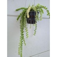 ราคา หัวใจล้านดวง (ด่าง). (9212188492)