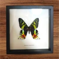 ราคา ผีเสื้อสต๊าฟ (Madagascan) (25011431312)