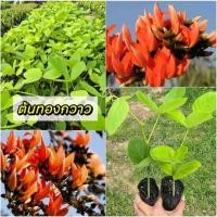 ราคา ต้นทองกวาว (ชุด 5 ต้น) สุดคุ้ม!!! ดอกสีส้ม ไม้มงคลปลูกเสริมบารมี (41611054465)