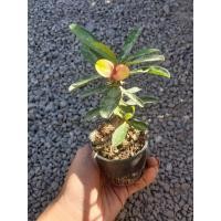 ราคา ต้นโป๊ยเซียนแคระ (ดอก) (8006723261)