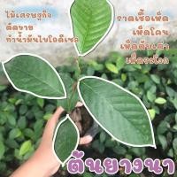 ราคา ต้นยางนา ยางนา พันธุ์ไม้ยางนา (8982279293)