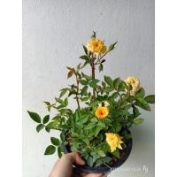 ราคา ต้นกุหลาบหนูสีเหลือง ต้นกุหลาบสีเหลือง กุหลาบจิ๋วสีเหลือง กุหลาบเหลือง กระถาง 8 นิ้ว (10988766225)