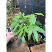 ราคา ต้นมะฮอกกานี ฟอร์มสวย รับประกันขนส่ง (27973601598)