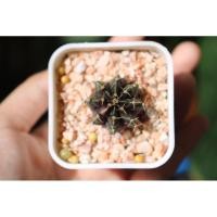 ราคา ยิมโน ไม้เมล็ดด่างชมพู (3864097198)