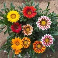 ราคา ผสมเมล็ดดอกไม้ Gazania Rigens 30 ชิ้น/เมล็ดดอกไม้สมบัติ/เมล็ดดอกเบญจมาศสีผสม (50803336708)