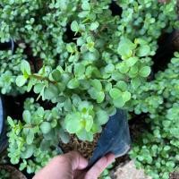 ราคา คลาสซูล่า ต้นมันนี่ ต้นดูดเงิน ไมเมงคล (7641663807)