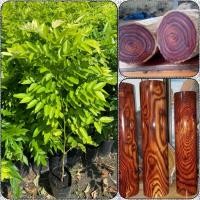 ราคา ต้นพยุงไหหลำ ไม้ฮวงหัวลี่ ไม้เศรษฐกิจราคาดี ควรปลูกไว้ ( สูง 60-80m) ดูแลง่าย ต้นแข็งแรง พร้อมปลูก (27334315337)