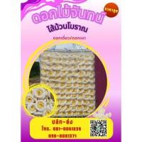 ราคา ดอกไม้จันทน์ดอกเดี่ยว/ดอกเผ่า (52502273999)